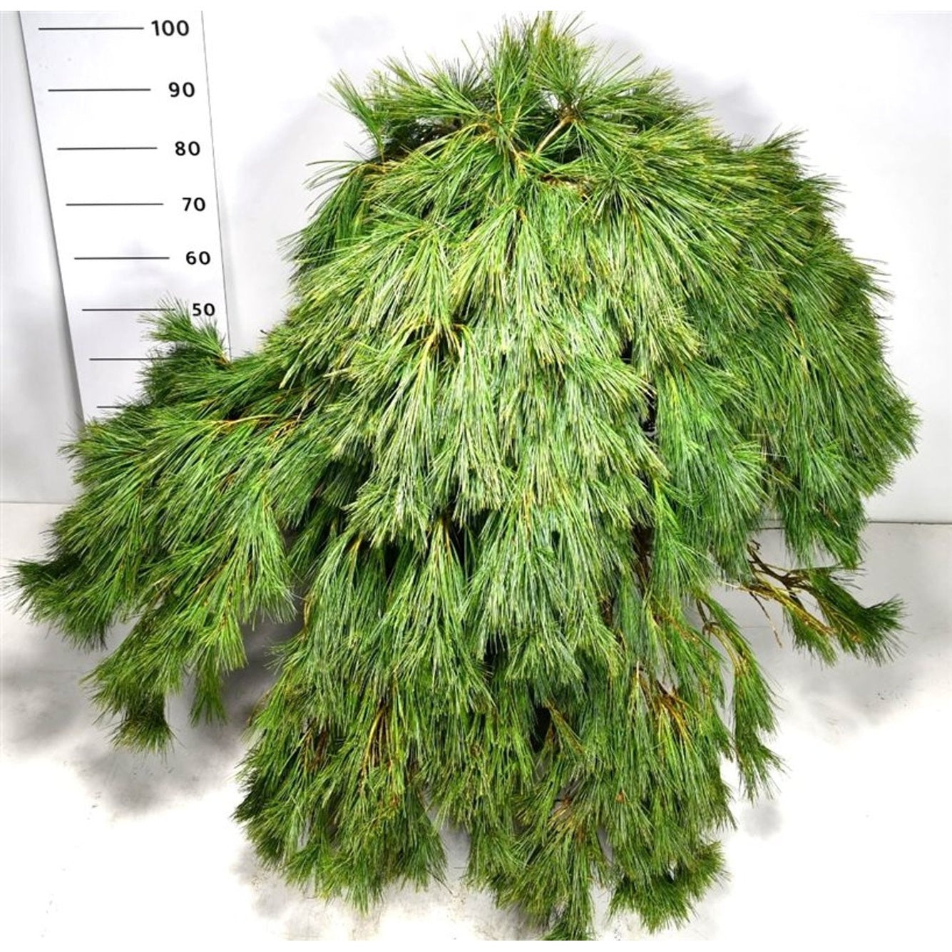 Västra vittall – Pinus strobus 'Niagara Falls' - C80 80-90 cm.